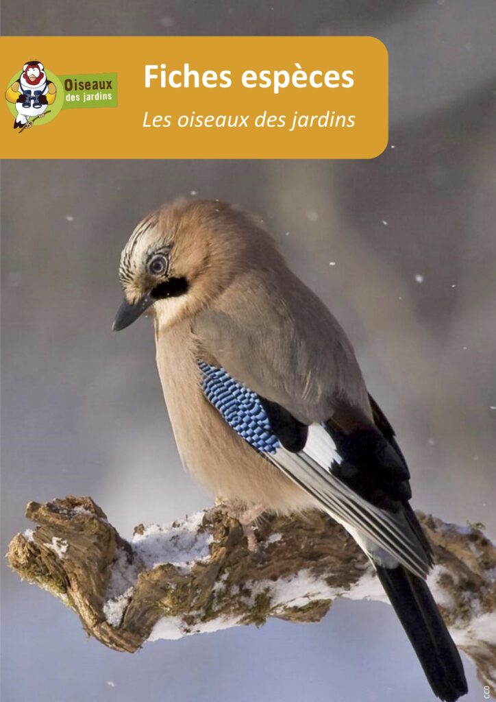 Observez Les Oiseaux De Vos Jardins Et Relevez Le D Fi Confin S Mais Aux Aguets Plumetis